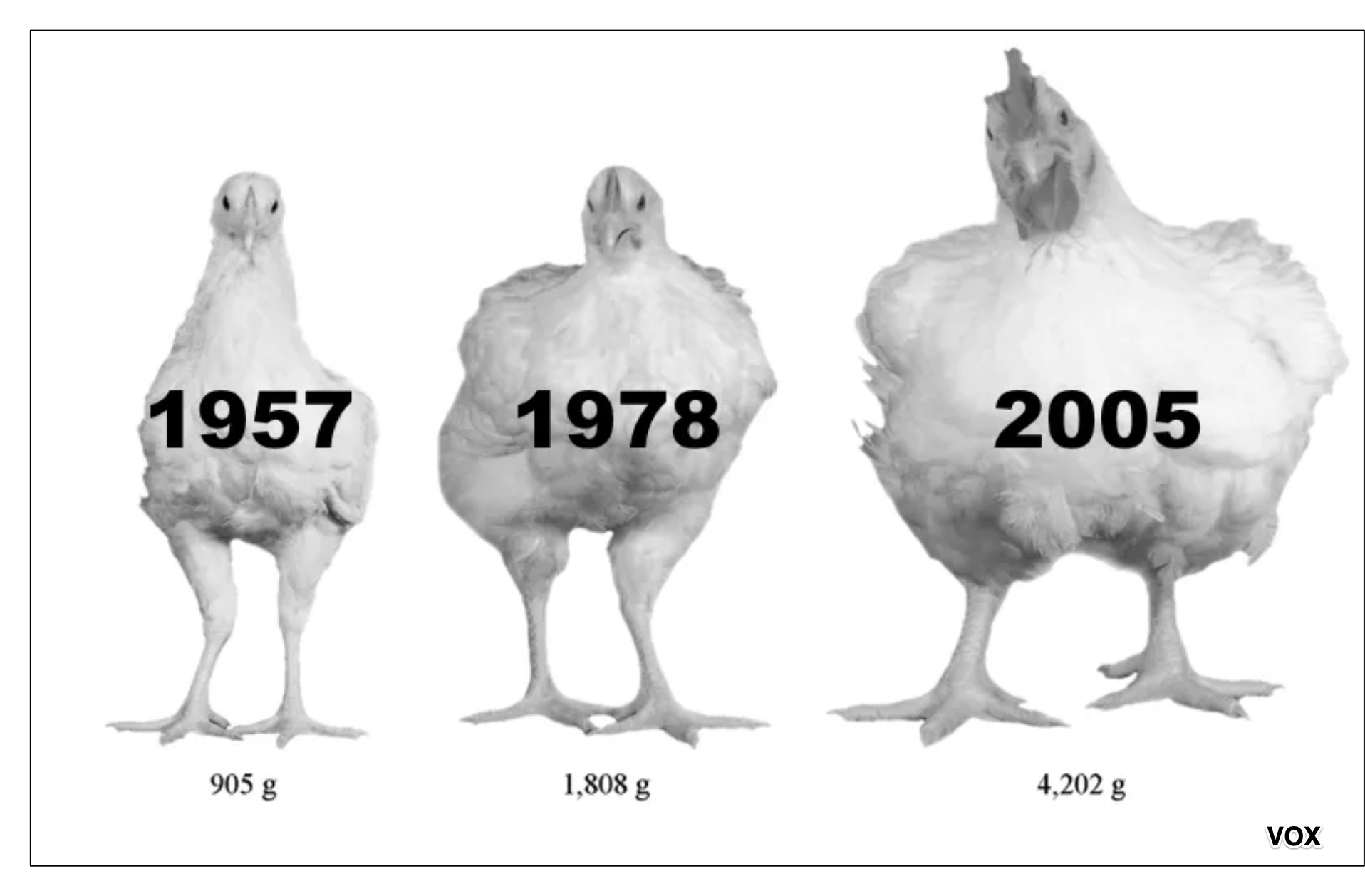 chicken economics