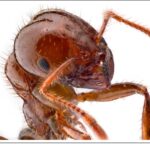 Weekly Economic News Roundup and:fire ant economics