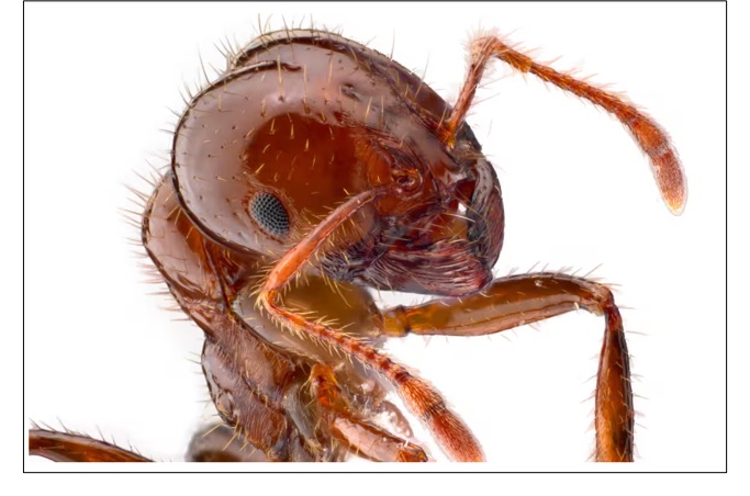 Weekly Economic News Roundup and:fire ant economics