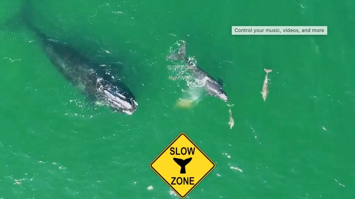 Weekly Economic News Roundup and Right Whale Slow Zones
