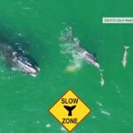 Weekly Economic News Roundup and Right Whale Slow Zones