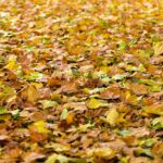 Weekly Economic News Roundup and leaf blower problems