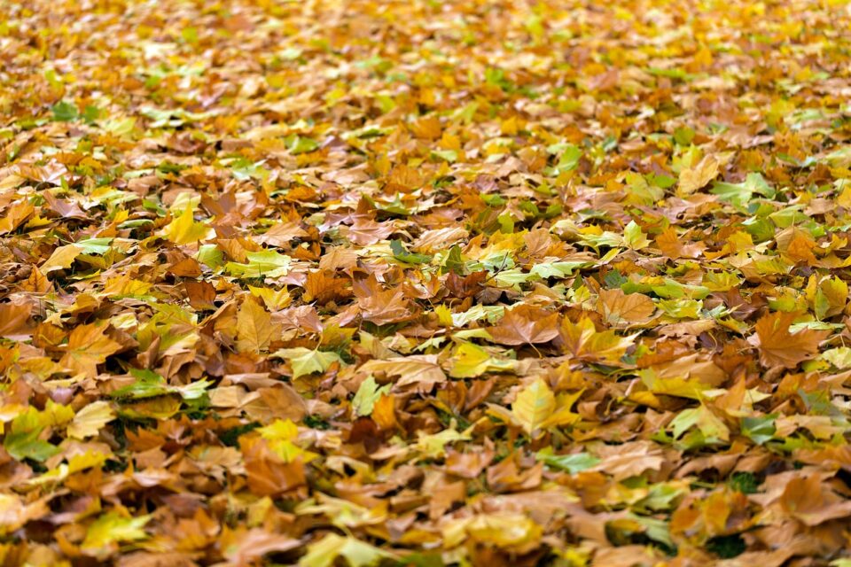 Weekly Economic News Roundup and leaf blower problems
