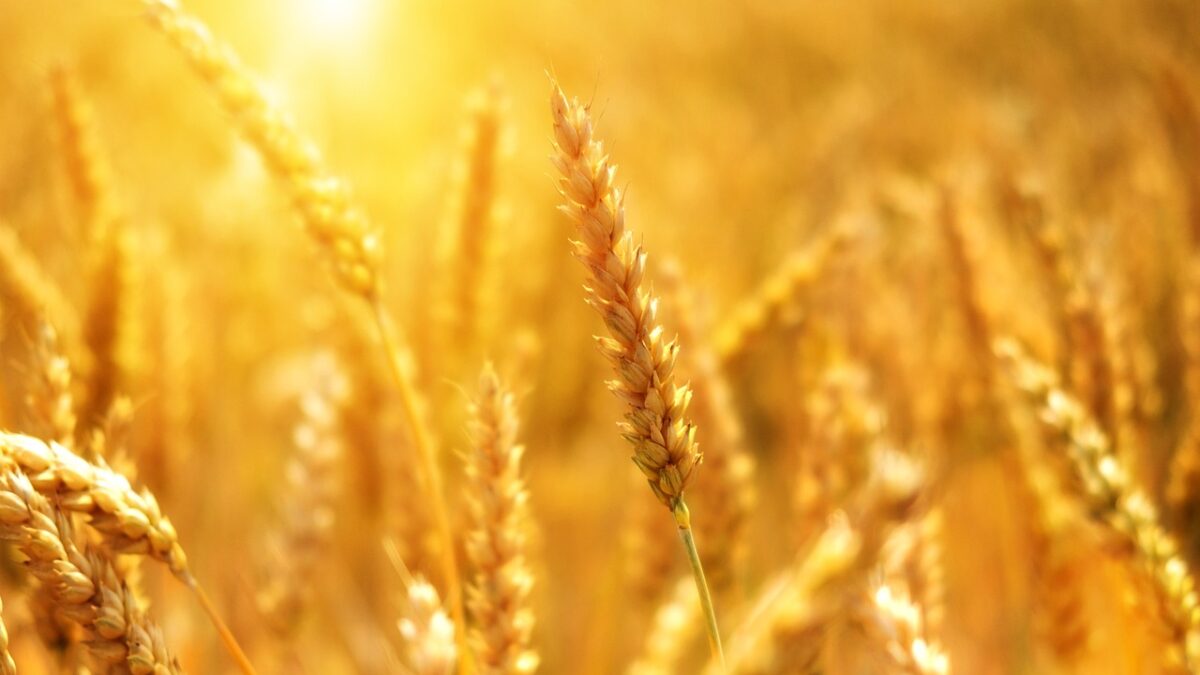 Weekly Economic News Roundup and Egyptian wheat imports