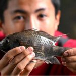 invasive species