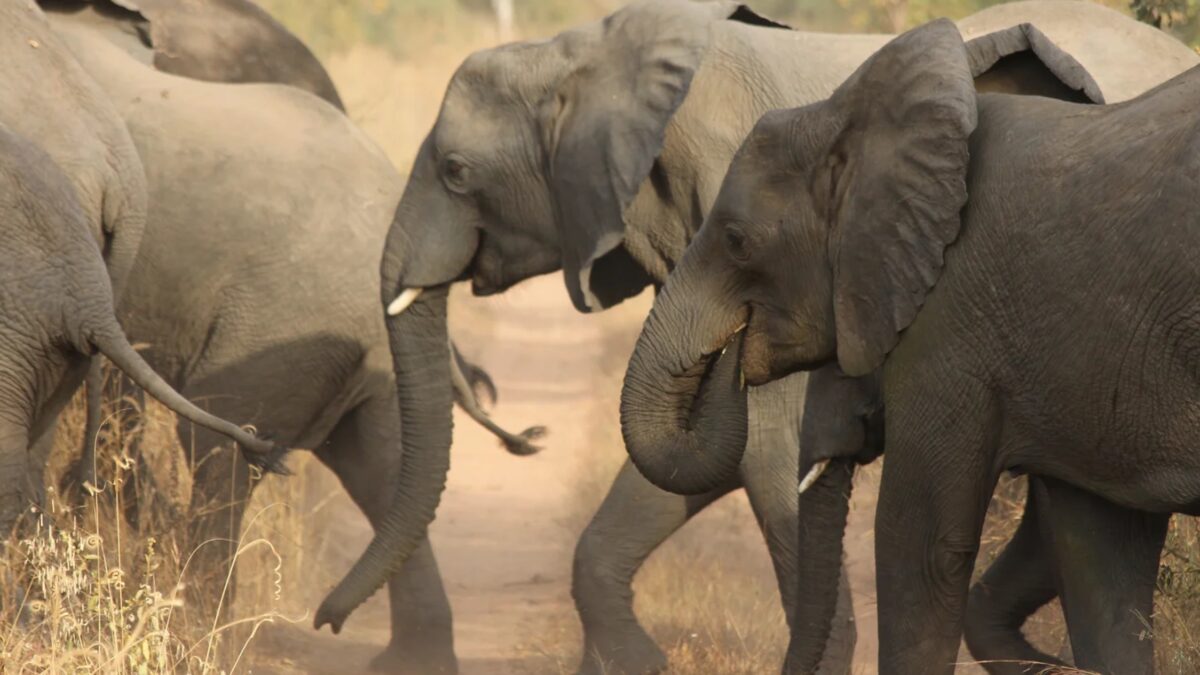 Weekly Economic News Roundup and Nigeria's elephants