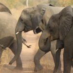 Weekly Economic News Roundup and Nigeria's elephants