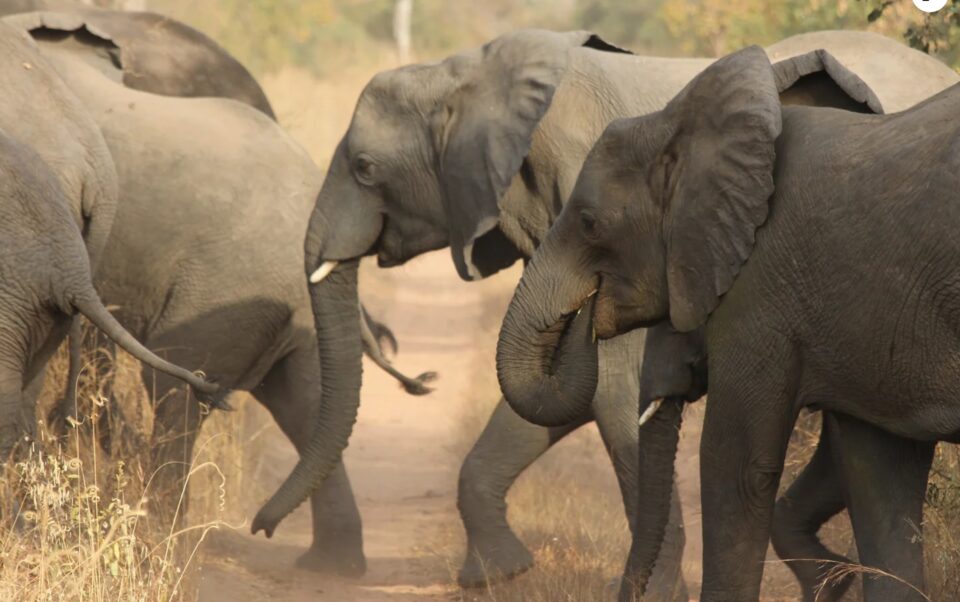 Weekly Economic News Roundup and Nigeria's elephants