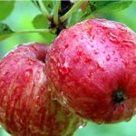 apple markets
