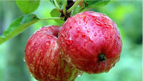 apple markets