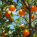 economic news roudup and orange juice bottles