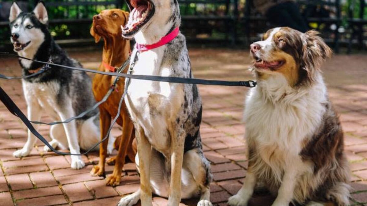 pet spending