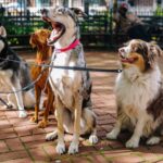 pet spending