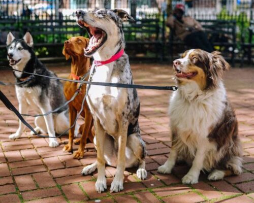 dog signals