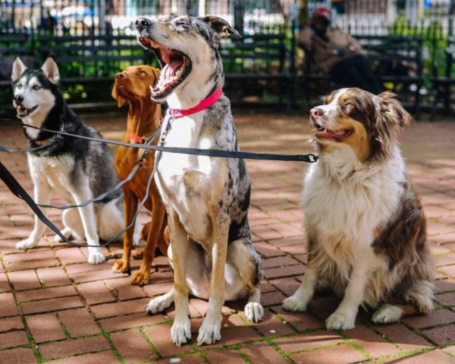 pet spending