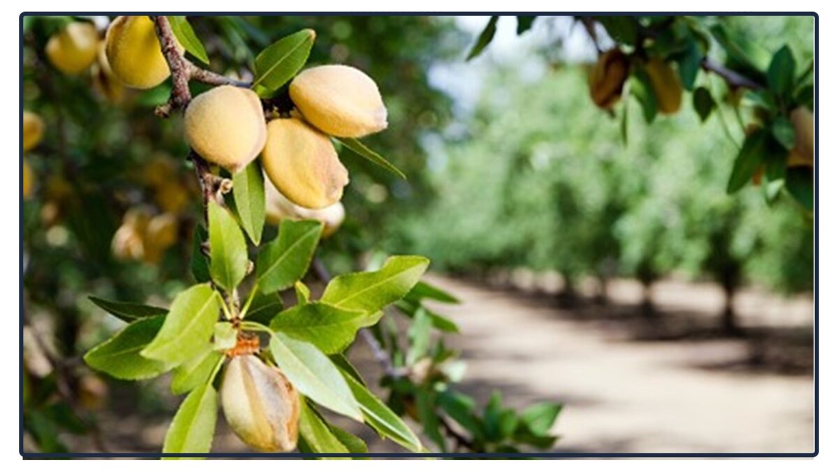 almond tariffs