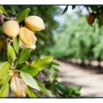 almond tariffs