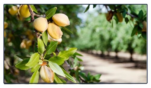almond tariffs