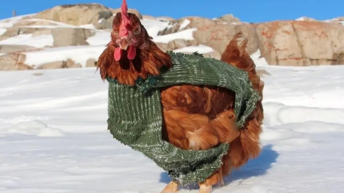 Weekly Economic News Roundup and backyard chickens