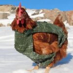 Weekly Economic News Roundup and backyard chickens