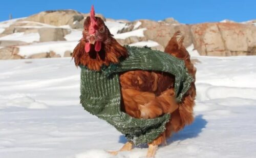 Weekly Economic News Roundup and backyard chickens