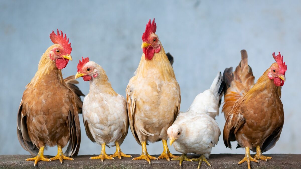 chicken wing prices