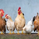 chicken wing prices