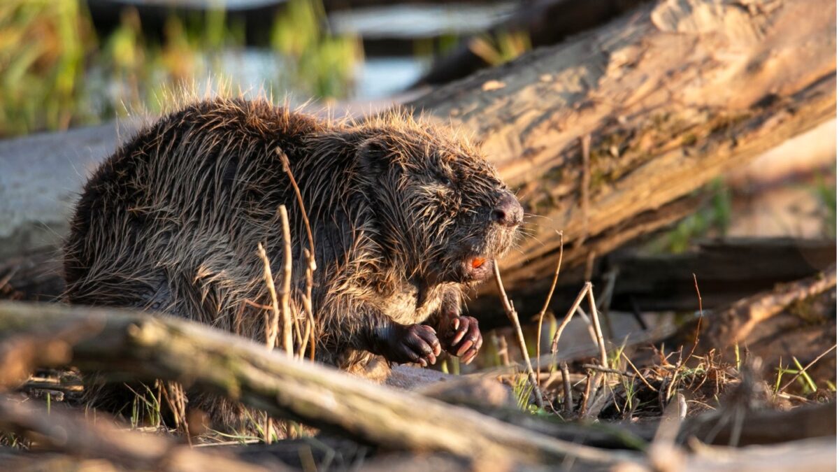 the value of a beaver