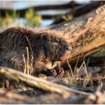 the value of a beaver