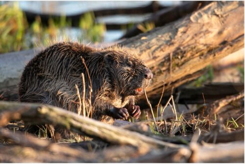 the value of a beaver