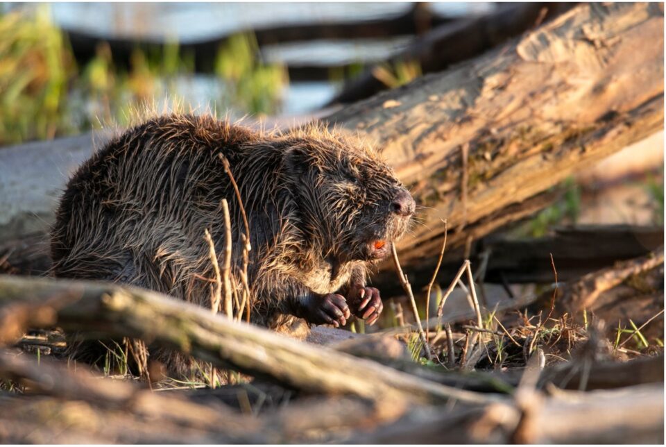 the value of a beaver