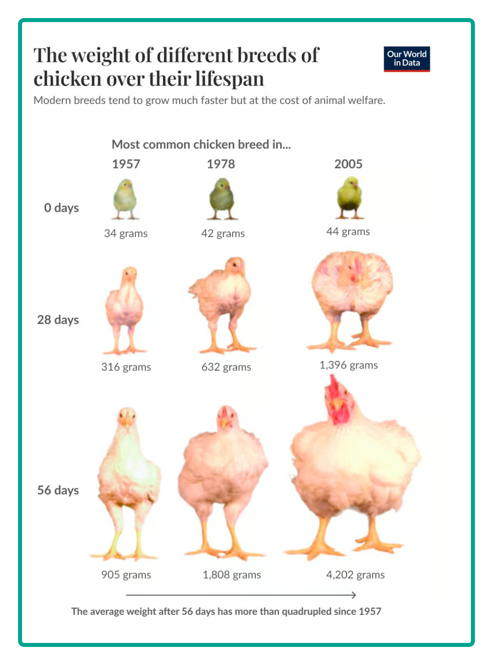 chicken economics