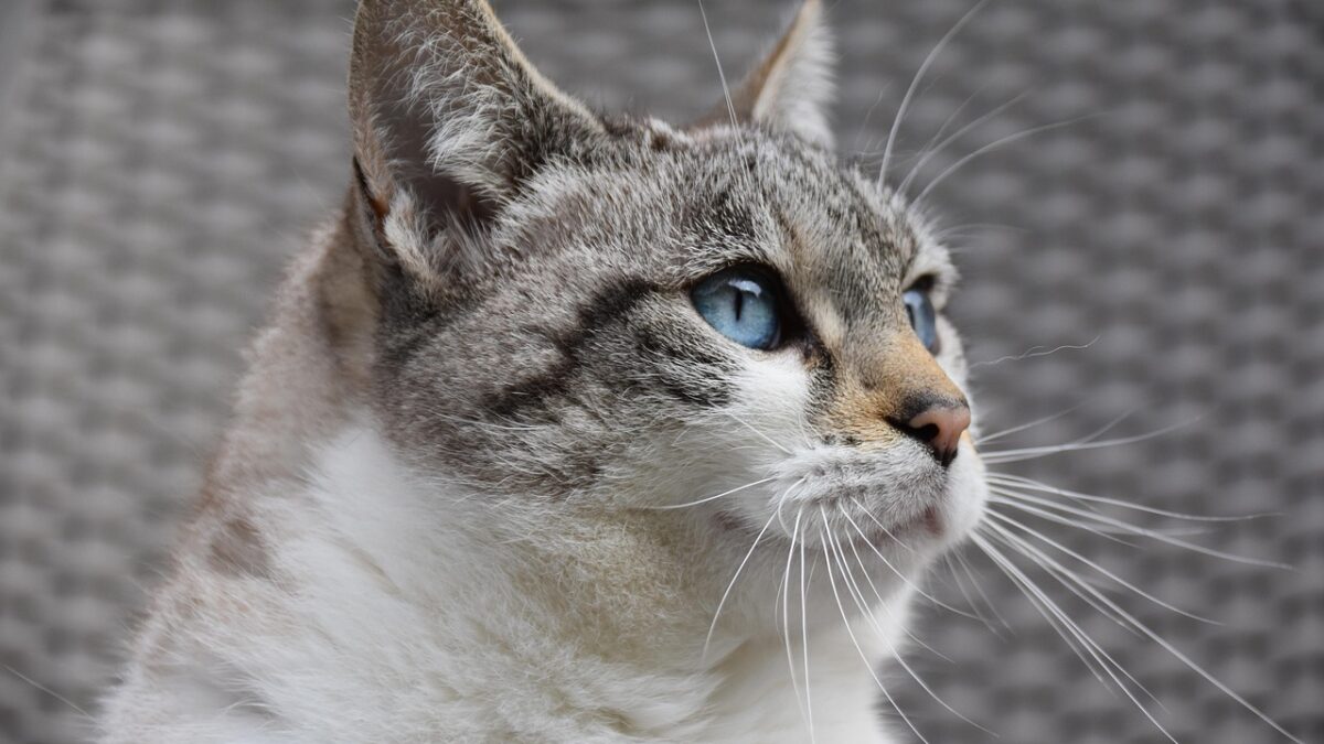 Weekly Economic News Roundup and pet spending