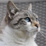 Weekly Economic News Roundup and pet spending
