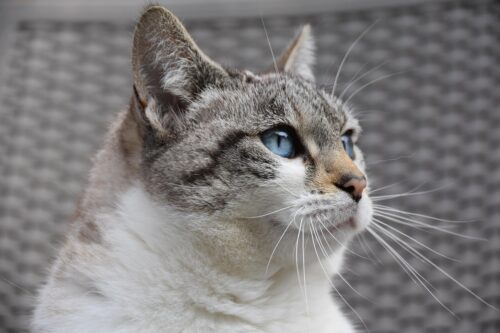 Weekly Economic News Roundup and pet spending