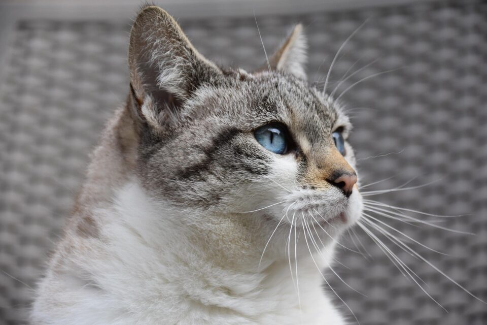 Weekly Economic News Roundup and pet spending