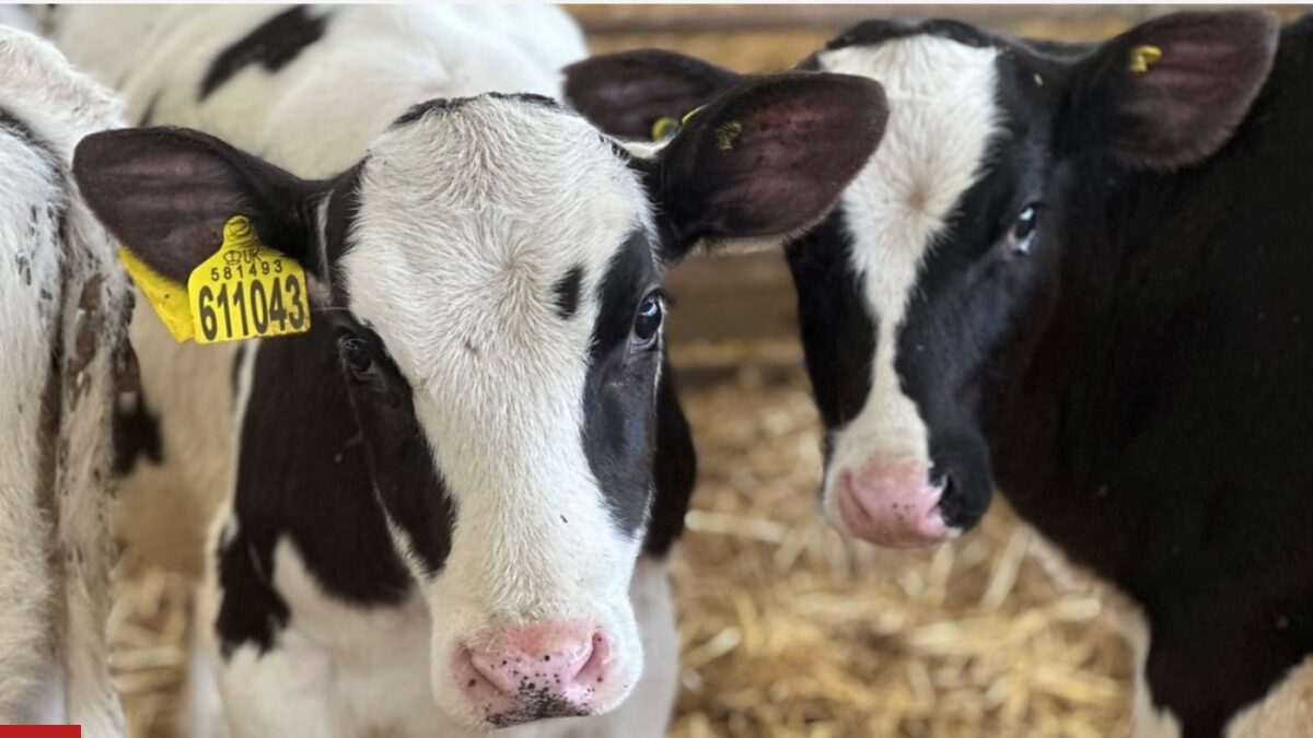 Weekly Economic News Roundup and methane emissions and cow burps