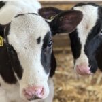 Weekly Economic News Roundup and methane emissions and cow burps