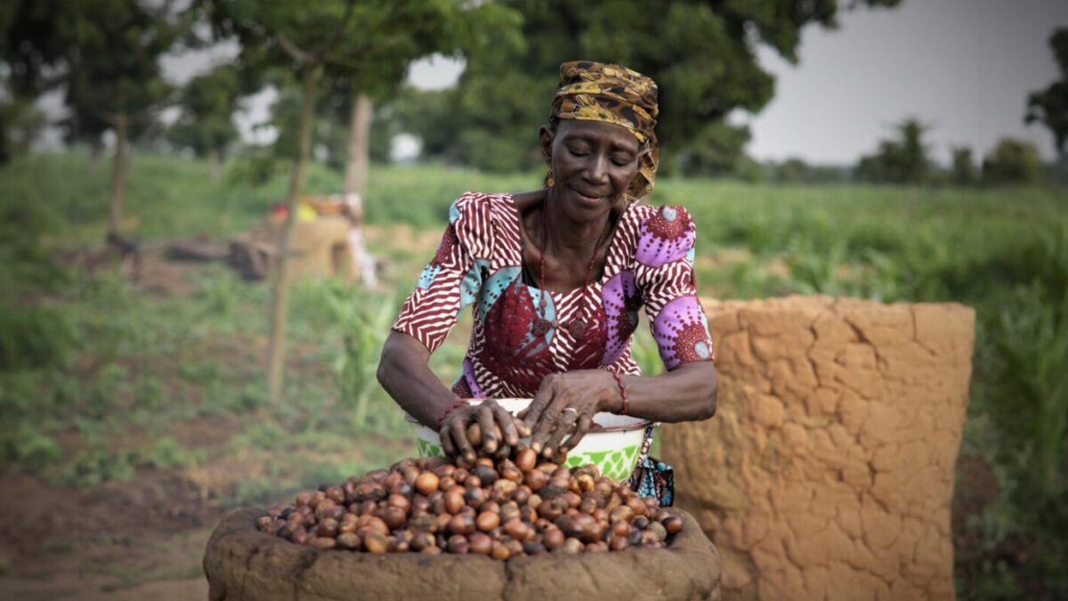 Nigeria's shea nuts