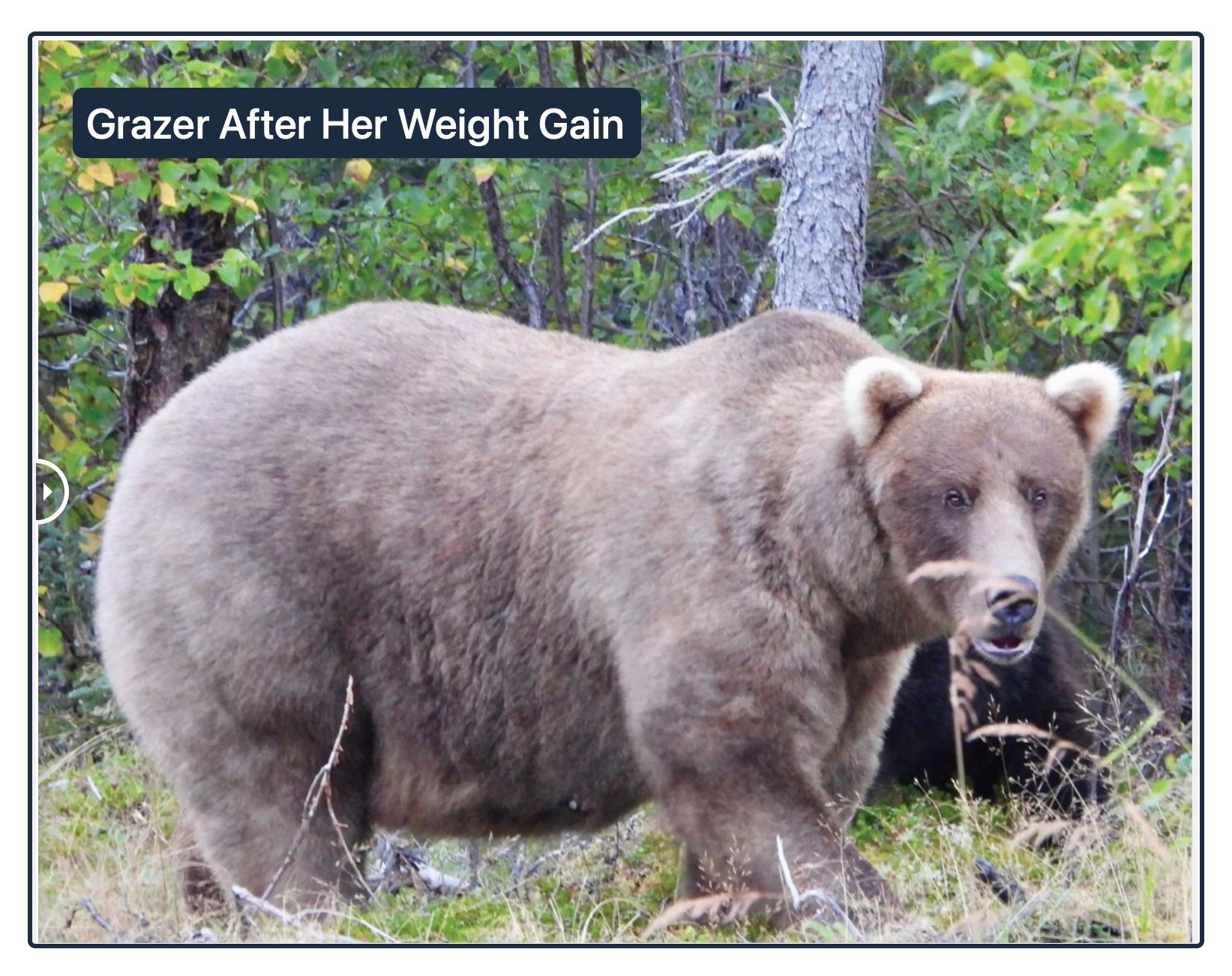 Fat Bear Week Grazer