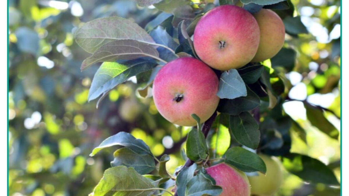 Weekly Economic News Roundup and apple history
