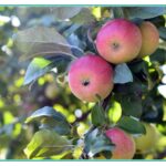 Weekly Economic News Roundup and apple history