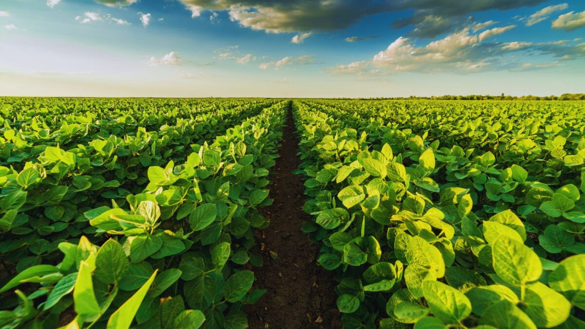 Weekly Economic News Roundup and soybean markets