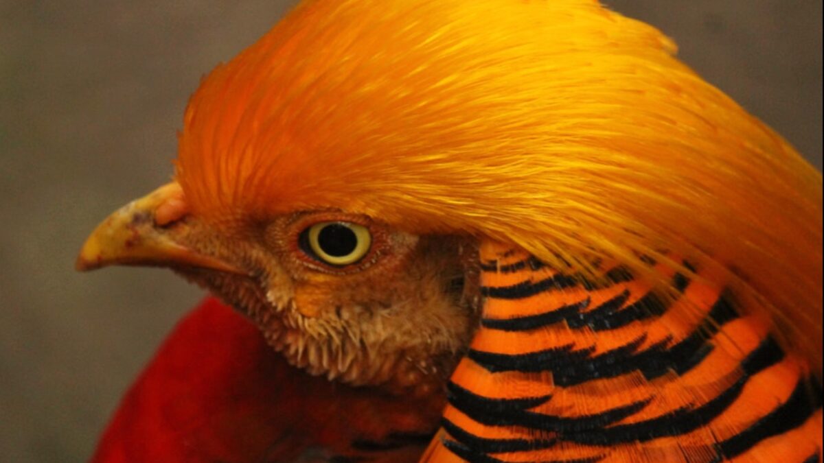 Weekly Economic News Roundup and pheasant tradeoffs