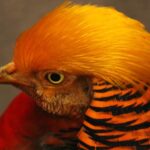 Weekly Economic News Roundup and pheasant tradeoffs