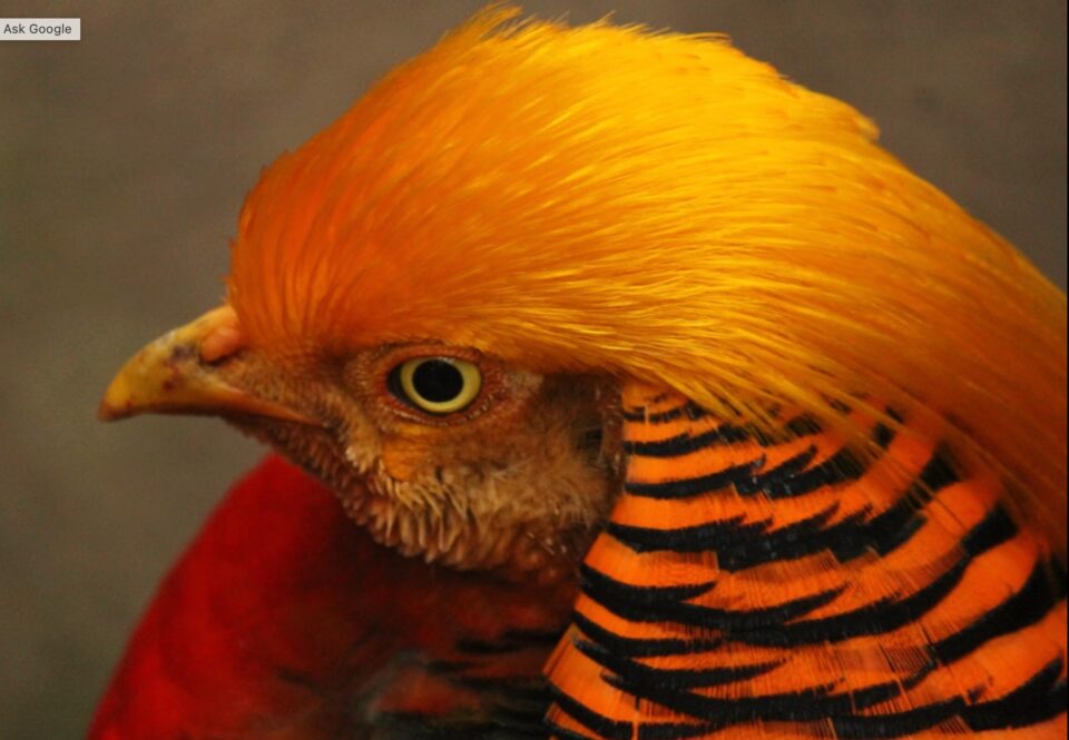 Weekly Economic News Roundup and pheasant tradeoffs