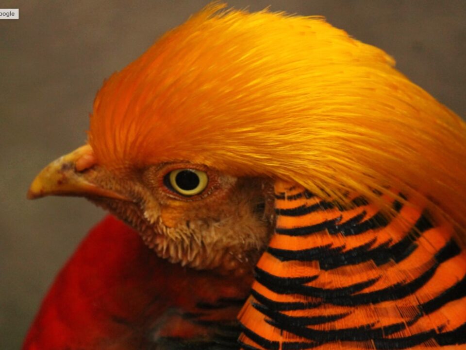 Weekly Economic News Roundup and pheasant tradeoffs