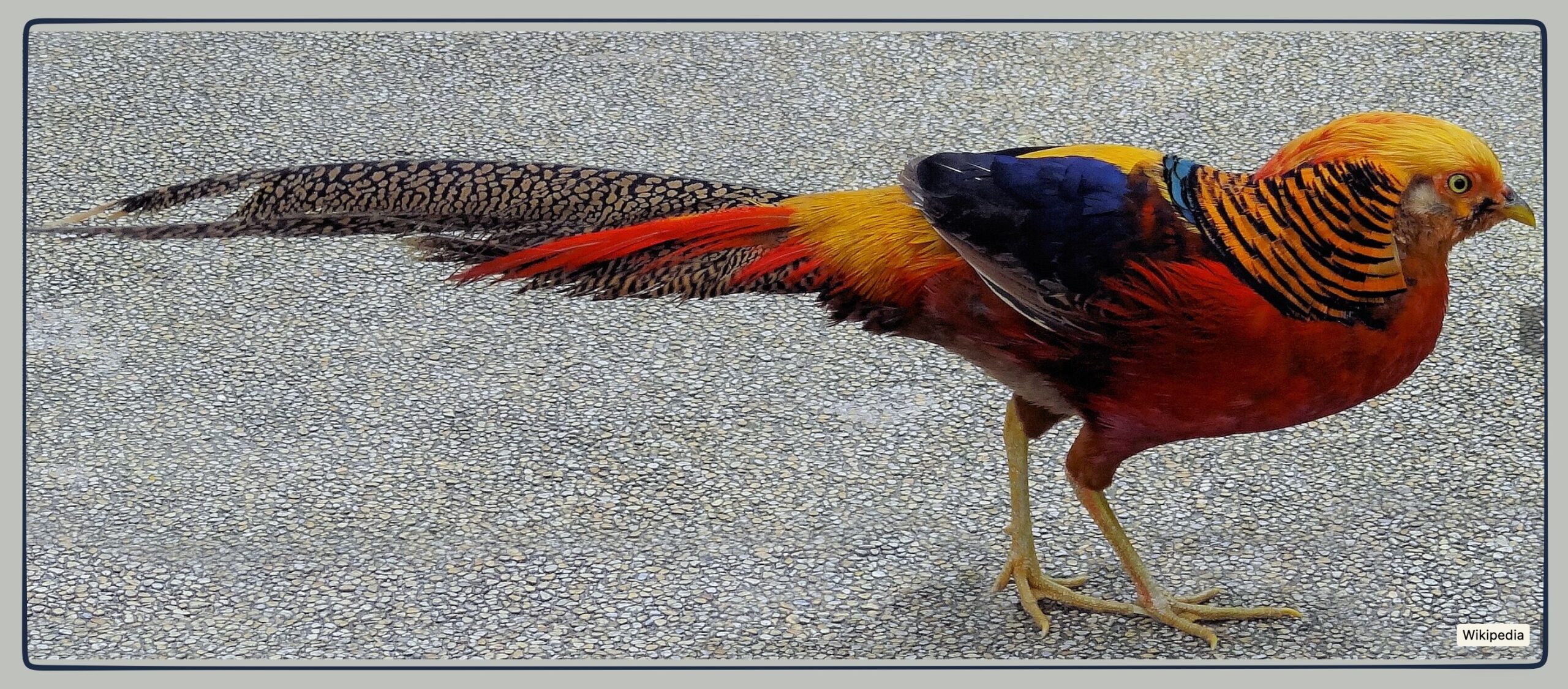male golden pheasant