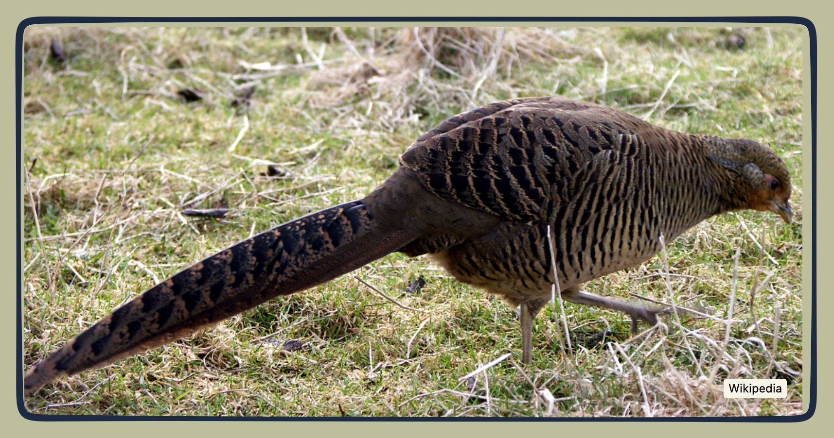 female golden pheasant