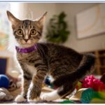 Weekly Economic News Roundup and cat spending